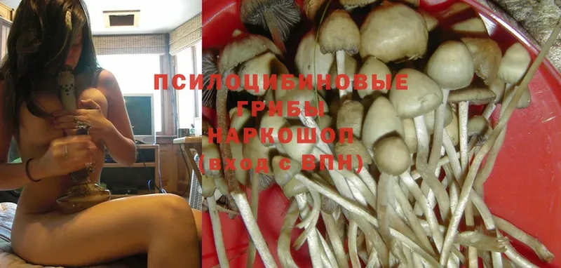 OMG как зайти  Вуктыл  Галлюциногенные грибы Psilocybe  что такое  